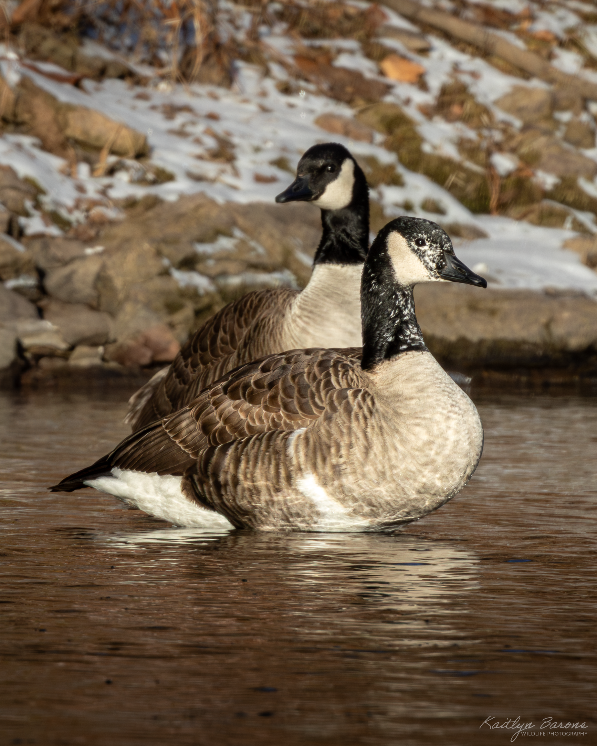 quill goose wm